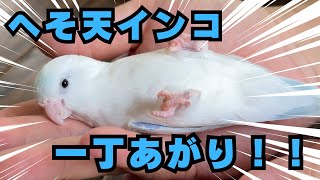 【マメルリハ】インコの二ギコロ練習法！！二ギコロからへそ天へ