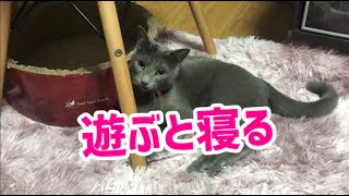 ロシアンブルーのりずちゃん。猫じゃらしで遊んで、疲れたらお布団に入って寝る