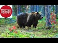 নরমাংস খেকো ভাল্লুক bear eats human