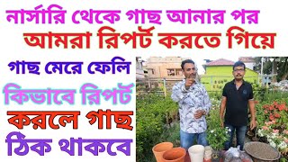 নার্সারি থেকে গাছ অনার পর তা কিভাবে টবে বসাবেন জেনেনিন। How to repot a plant .