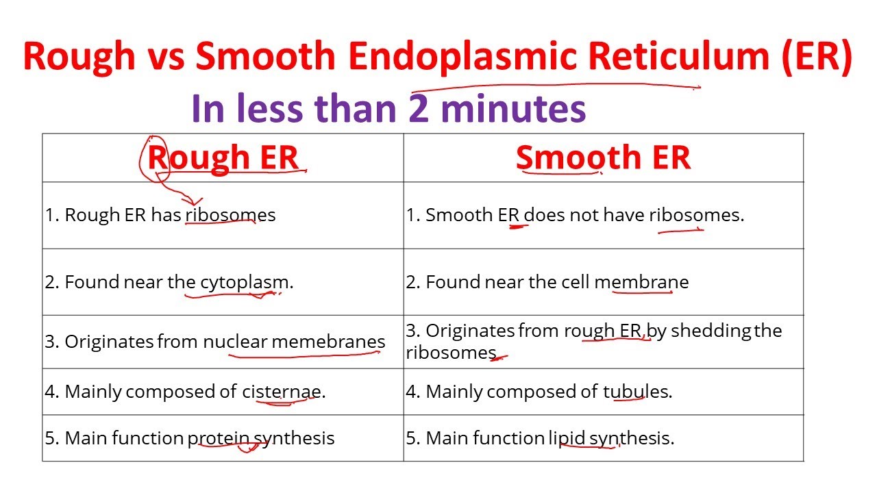 Endoplasmic Reticulum Structure