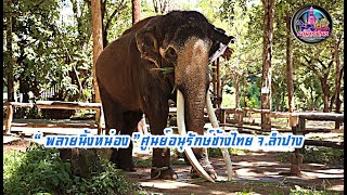 ส่องดูช้างที่ศูนย์อนุรักษ์ช้างไทย อ.ห้างฉัตร จ.ลำปาง ThaiLand