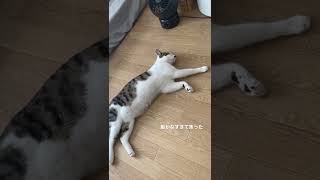 暑さで完全に溶け、飼い主をビビらせる猫 #shorts #ねこのいる生活 #猫 #まいねこ