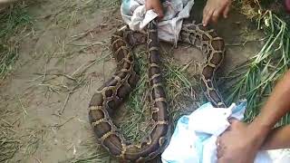 Python rescue near thongjaorok river paddy field,bishnupur dist,manipur,india