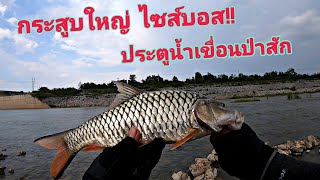 ตามหาจนเจอปลากระสูบใหญ่ไซส์บอส ประตูน้ำเขื่อนป่าสัก O.P Fishing [ EP.52 ]