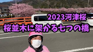 【河津桜2023】2.27 七つの橋　ライブカメラ 見頃 開花予測 河津櫻 kawazu sakura cherry blossoms live camera