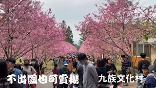 2021年九族文化村櫻花祭