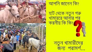 হাট বাজার থেকে নতুন গরু খামারে আনার পর করনীয় কি কি জেনে নিন।