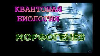 Квантовая биология. Морфогенез.