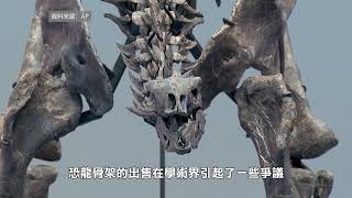 【天下新聞】紐約: 劍龍骨架在蘇富比拍出4460萬元天價 Stegosaurus skeleton auctioned for $44.6 million at Sotheby's