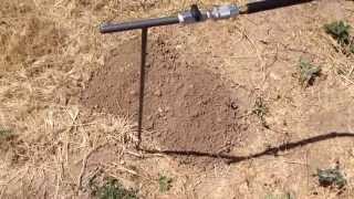 Best Gopher Extermination Method