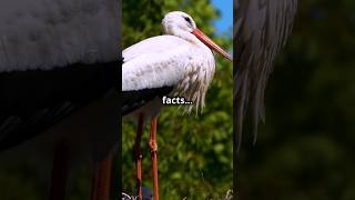 STORKS Have Amazing Secrets!  #amazingfacts #wildlifeentertainment #animallife #animals #facts