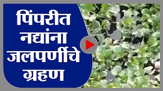 Pimpri-Chinchwad | पिंपरी चिंचवडमध्ये पवना आणि मुळा-मुठा नदीला जलपर्णीचे ग्रहण -tv9