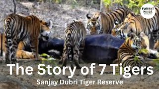 7 tigers seen together. Story of Mausi Maa \u0026 7 Tigers #SanjayDubri #junglesafari #animalbehaviour