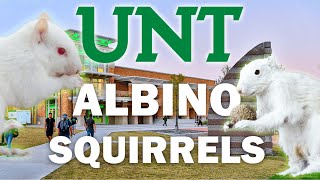 The Comprehensive History of the Albino Squirrels of UNT - A Video Essay