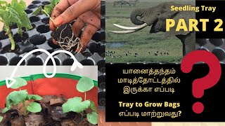 Seedling TrayPart 2!Tray to GrowBags!யானைதந்தம் வெறும் 40ரூபாயா!எங்க வீட்டு காய்கறிகள் பற்றி ஒருTour