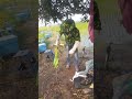 Bee hives in sunflower farm