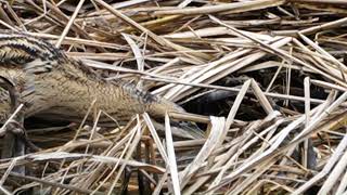 애꾸눈 알락해오라기  ( 대물 사냥 )   One-eyed great bittern  ( catch a big fish )