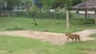 Tiger vs bull