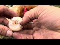 amazing chickens hatching asmr baby chicken borning asmr