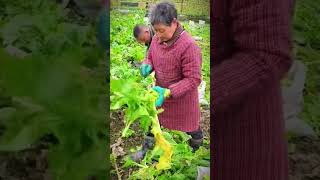 proses petani panen sayur adas #shorts