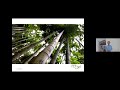 Webinar | Bamboo, Climate Change & Carbon Market Opportunities | Bamboo & Environmental Management