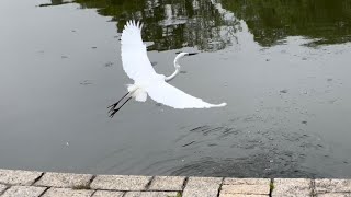 五光十色！屯門公園！清晨賞鶴！白色黑色！自由飛翔顯鶴色！