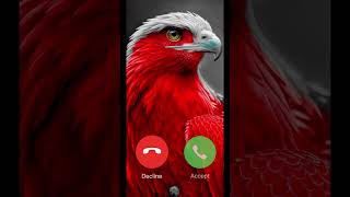 Red bird phone call ♥️