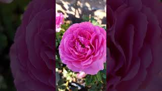 Yves Piaget rose/ 伊芙伯爵月季