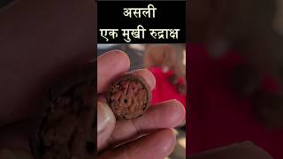 #shorts देखिए कैसे निकलता है असली #एक_मुखी_रुद्राक्ष | Asli Ek Mukhi Rudraksha #shortsfeed