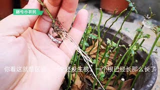 同时采用土插和水培扦插月季，到底哪种方式生根快呢？有比较才有发现