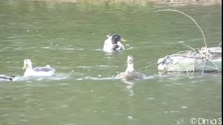 Mallard Ducks Mating - Paarung der Stockenten