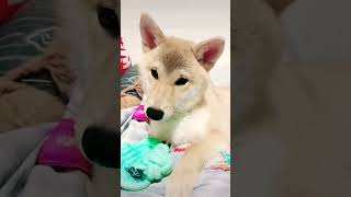 【柴犬ShibaInu】歪頭殺🤪🤪｜柴柴Bubble