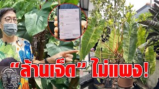 ไม่ต่อสักคำ! ยันขายจริง “ล้านเจ็ด” ต้นฟิโลฯก้านส้ม คนซื้อระดับเทพวงการ