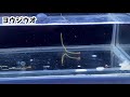 岸壁採集で現れた不思議な生き物【ガサガサ海】