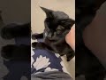 mabel is an old bean and loves a fuss. cats shorts subscribers