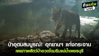 ป่าอุดมสมบูรณ์! #อุทยานฯ แก่งกระจานเผยภาพสัตว์ป่าอวดโฉมริมแม่น้ำ #เพชรบุรี