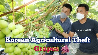 Korean Agricultural Theft 2: Shine Muscat \u0026 Ruby Roman Grapes