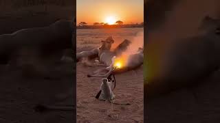 Planet of the Apes in real life? Monkey with AK-47! 🐒🔫#monkey #lion #ak47 #funny #wildlife