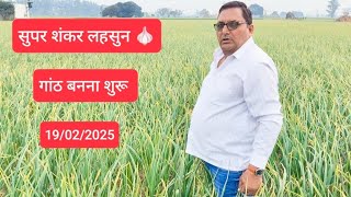 Super Shankar Lahsun🧄|| सुपर शंकर लहसुन || गांठ बनना शुरू || 19/02/2025 Today update ✅