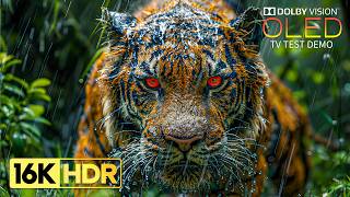 JUST WOW OLED Test Demo | Dolby Vision HDR at 240fps (8K/4K TV)