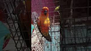 #sunconure with my son#birdslover #petlover #sunconurebird