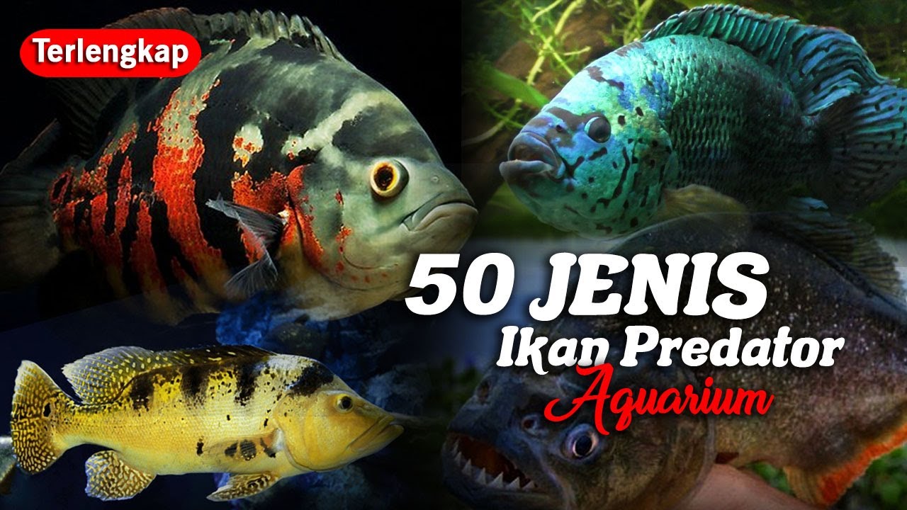 50 Jenis Ikan Predator Air Tawar Aquarium, Galak Dan Agresif - YouTube