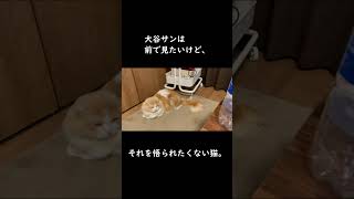 大谷サンを見る猫。#shorts