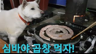 SB91 심바야 곱창먹자ᆢ진돗개+진투강아지 심바 이야기ᆢ맛있어요 best korean dog jindo