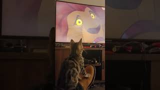 Sparkles the Kitten \u0026 me watching \