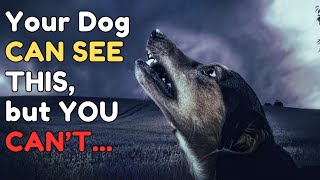 12 Incredible Things about Dogs (You Didn't Know)