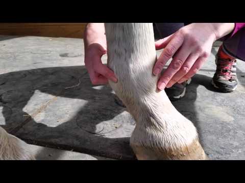 How to find your horse's digital pulse How to find your horse's digital pulse