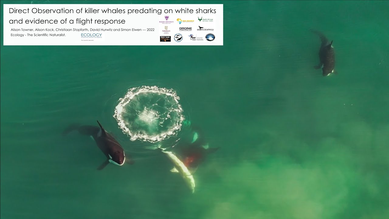 Killer Whales Attacking Humans