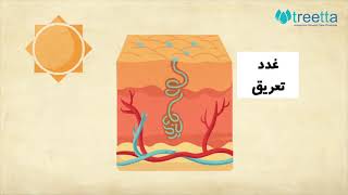 اهمیت محافظت از پوست، بزرگترین ارگان بدن